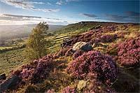 1065 Curbar Heather 02 Chris Gilbert, Ravenseye Gallery, Peak District, Photographs, Courses